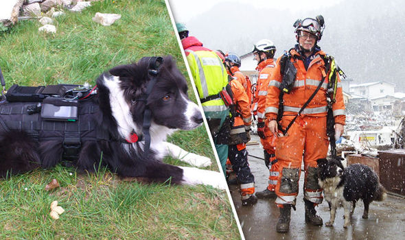 uk 692317 - В Англии пожарные почтили память собаки, спасавшей жизни людей на протяжении 10 лет