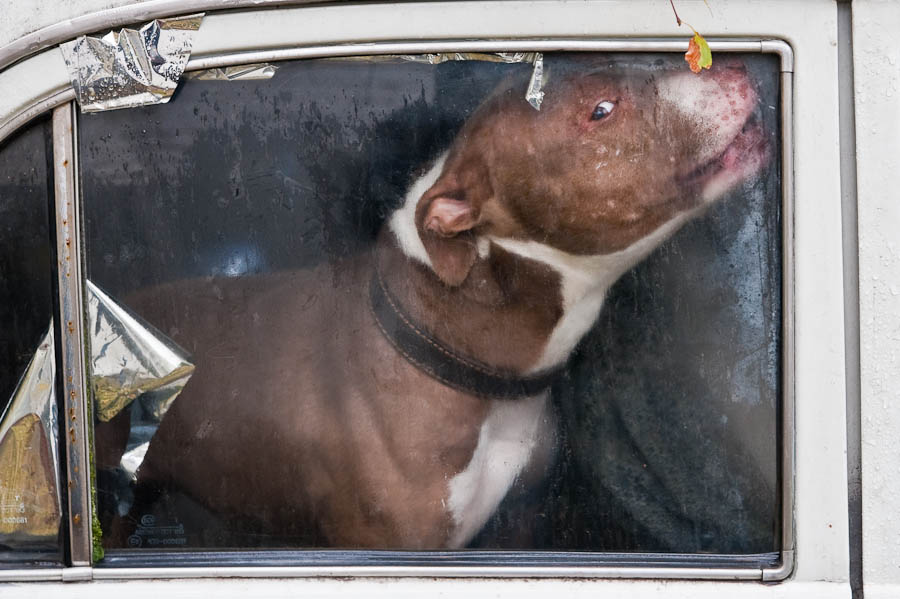 1204611 - В США принят закон о защите забытых в закрытой машине собак