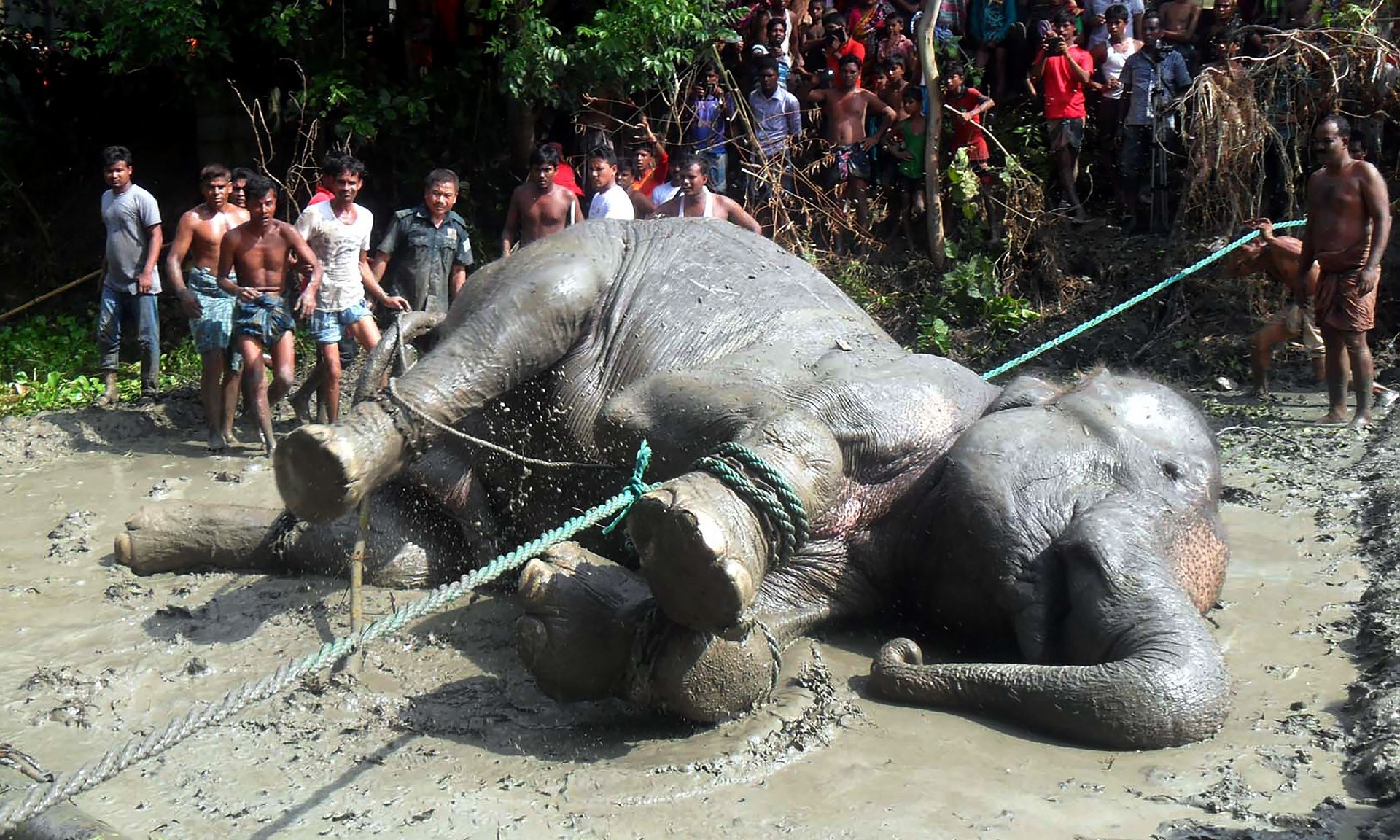 2815 - Защитники животных заходили слона до смерти