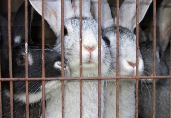 9012 - Подростки угодили в тюрьму за убийство кроликов