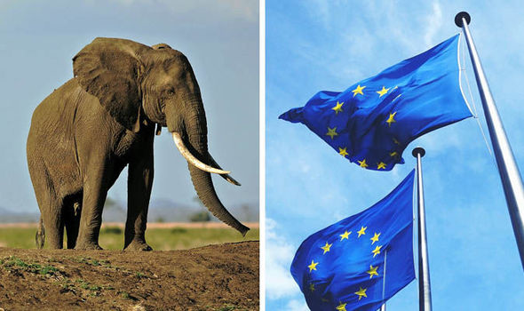 KSKS 698986 - Европейский союз обвинили в вымирании слонов