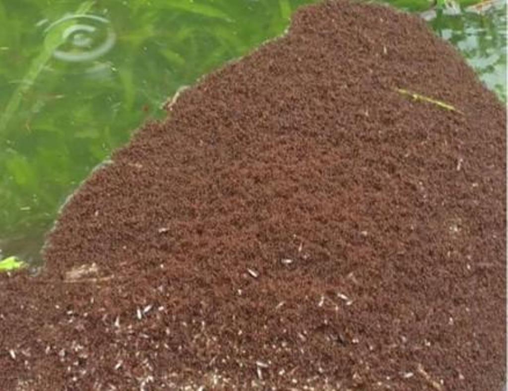 Millions of fire ants form raft to stay above Louisiana floodwaters - Миллионы муравьев создали живой плот, чтобы выжить во время наводнения в Луизиане