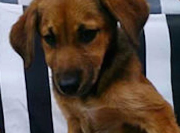 PAY Good Samaritan saves dog1 - В Боснии мужчина спас щенка, которого пытались утопить местные жители