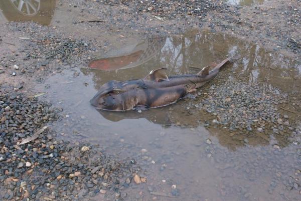 Police probe mystery of live shark found in roadside puddle - Полицейские обнаружили в луже живую акулу