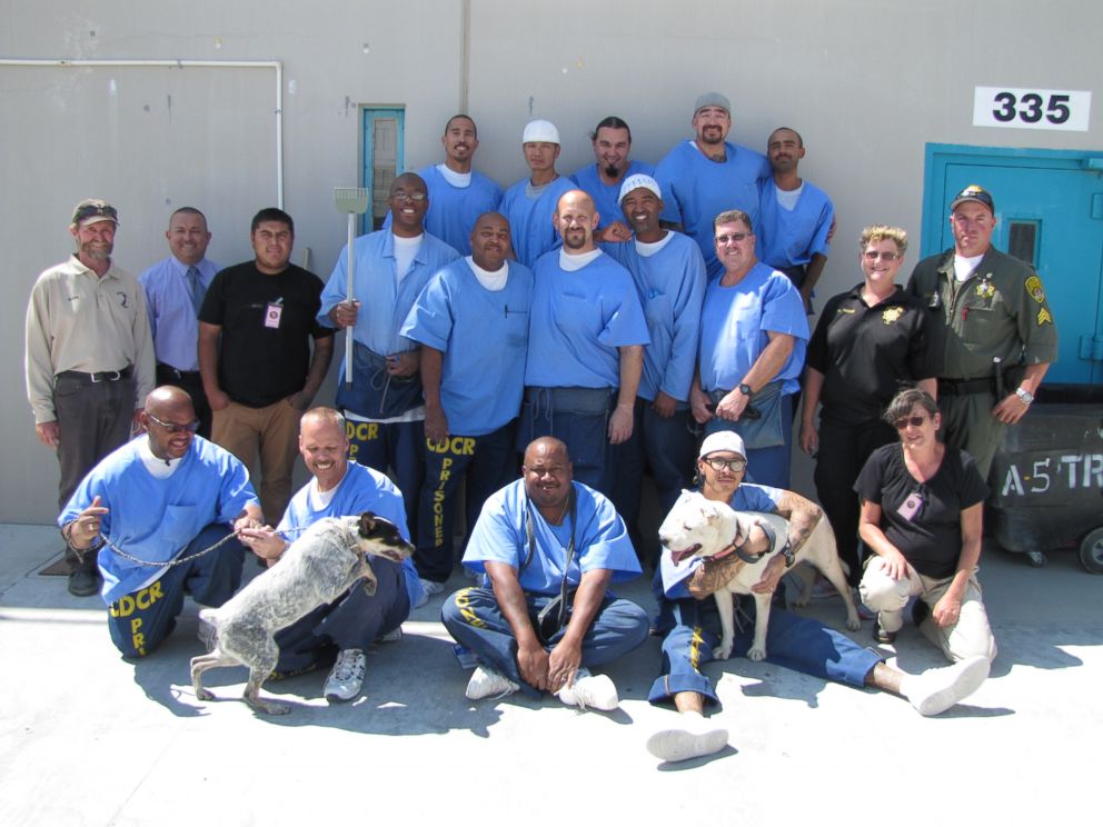 В Калифорнии заключенные занимаются уходом за собаками