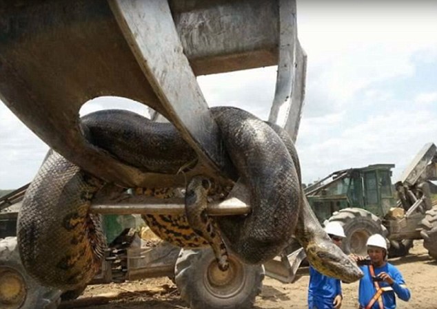 ТОП 3: Самые большие змеи в мире - как распознать «фейк»?