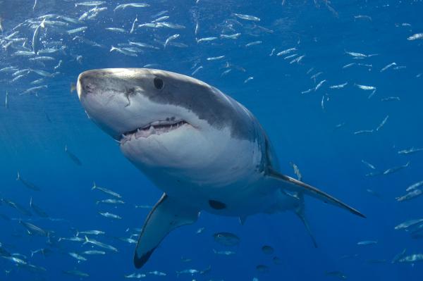 Great white sharks and tuna share super predator genes - Ученые собираются создать морского суперхищника
