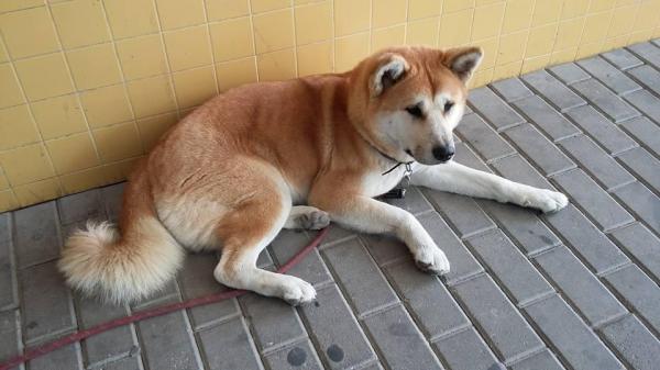 Loyal dog waits six days at Spanish hospital door for ailing owner - Собака на протяжении 6 дней ждала свою хозяйку у дверей больницы