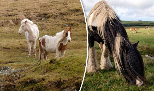Poldark ponies Cornwall microchipped starving winter UploadExpress 714804 - Ради спасения пони англичане решили чипирвать животных