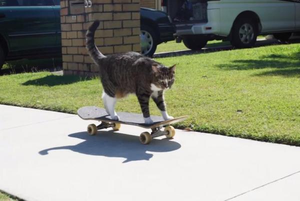 Skateboarding cat shreds her way into Guinness Book of World Records - Кот-скейтбордист попадет в Книгу рекордов Гиннеса