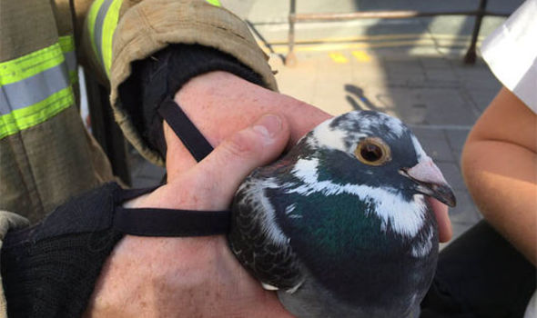 UK 706812 - Пожарные перекрыли целую улицу чтобы спасти голубя