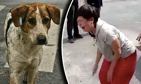 animals 710066 - Сотрудники китайского колледжа отравили собак в приюте