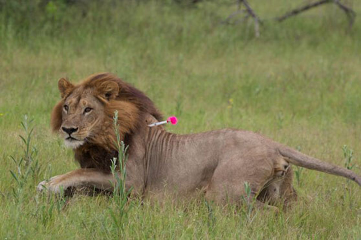 mma moririr photo credit simon dures - В Африке львицы начали превращаться во львов