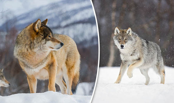 wolves 711503 - В Норвегии собираются истребить волков