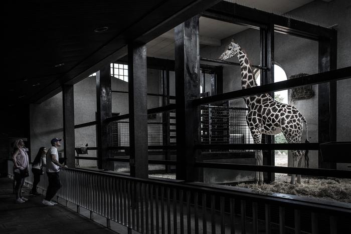В Европе могут закрыть зоопарки из-за фотовыставки