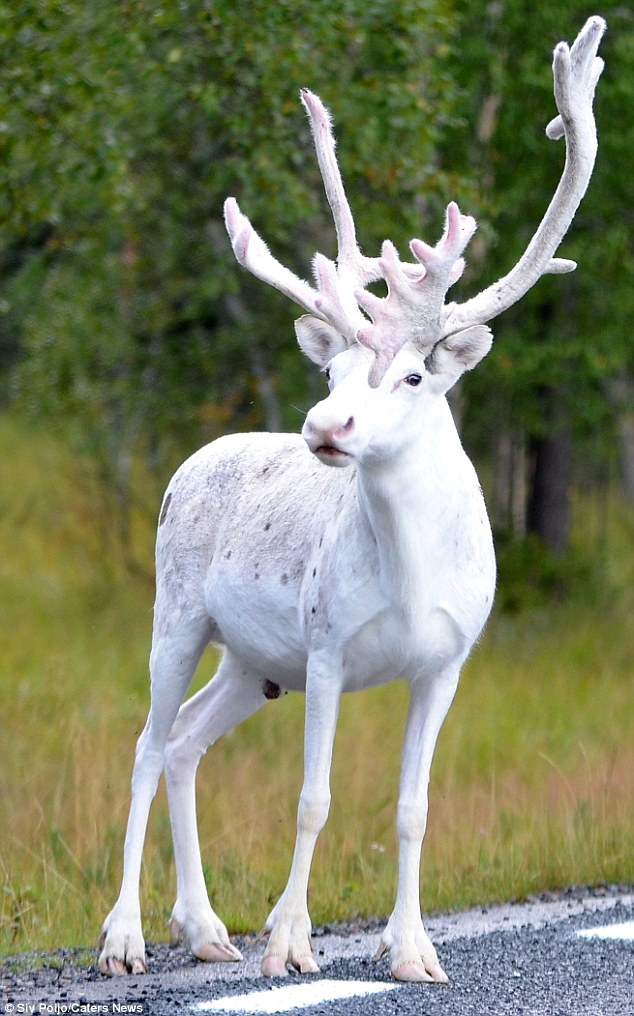 В Швеции замечен редкий белый олень