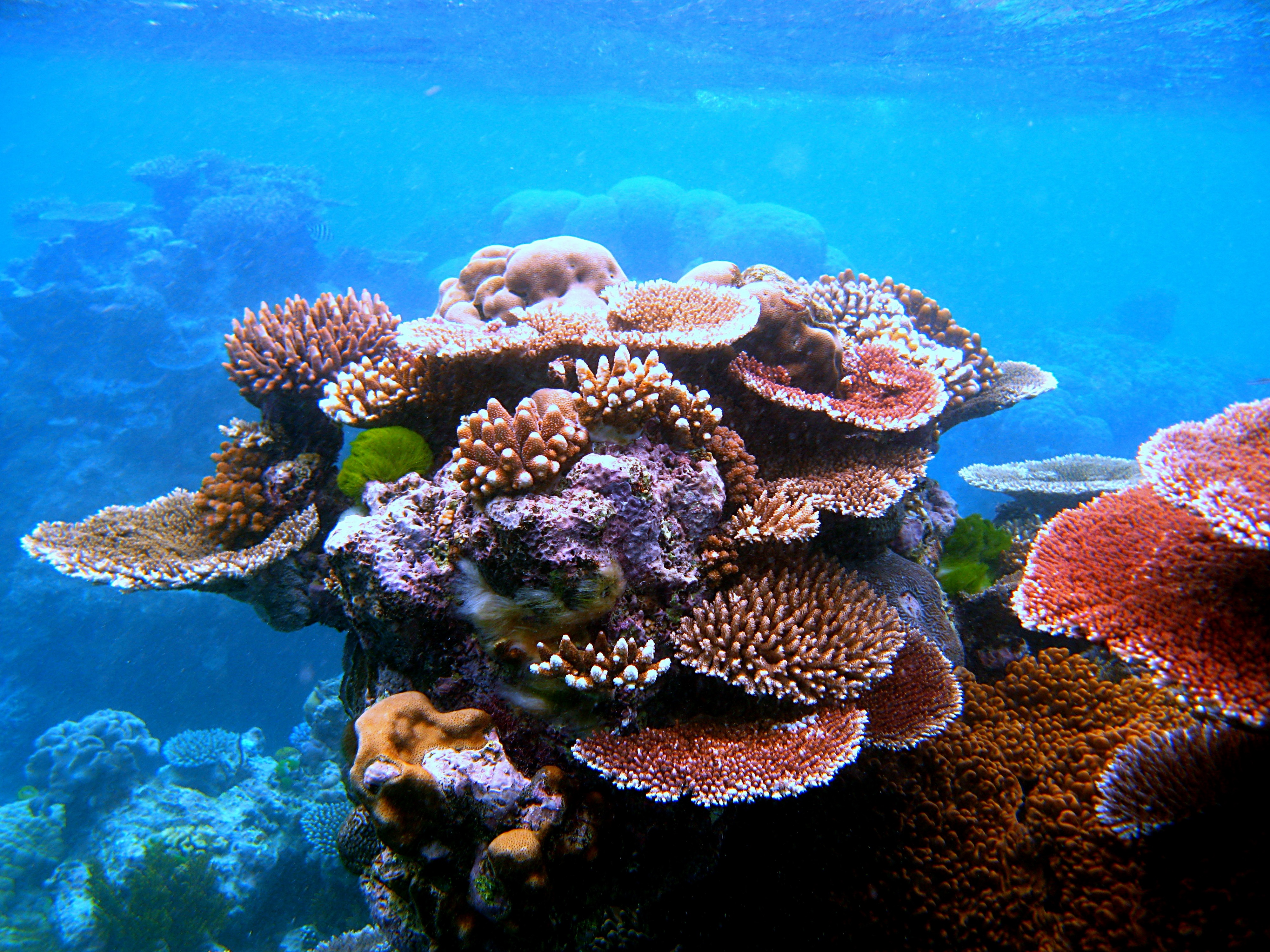 Coral outcrop at Flynn Reef in the Great Barrier Reef near Cairns Queensland Australia. Photo credit Toby Hudson. - У Гавайских островов обнаружен древнейший коралловый риф