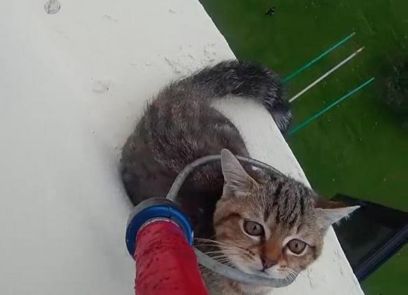 Kitten rescued from 12th story ledge in Singapore - В Сингапуре спасли котенка, застрявшего на крыше 12-этажного здания