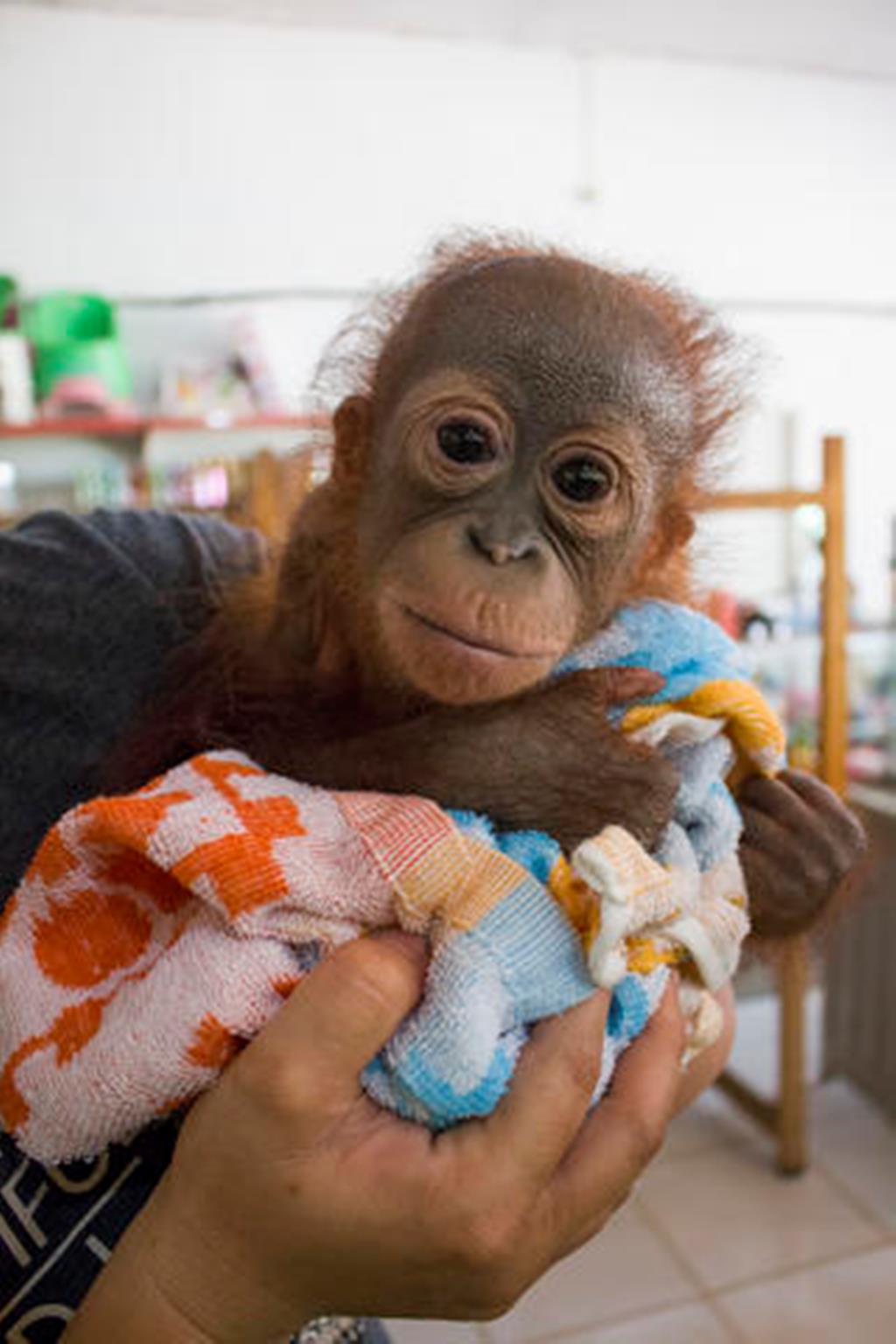 Ветеринары смогли вылечить подстреленного детеныша орангутана