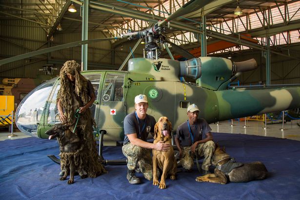 PAY Sky Diving Dog 5 - Собак обучат прыгать с парашютами для борьбы с браконьерами