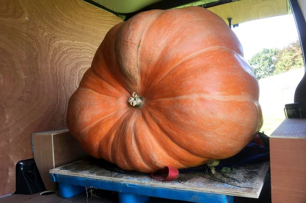 PAY giant pumpkin - Тыква-рекордсмен будет подарена бездомным