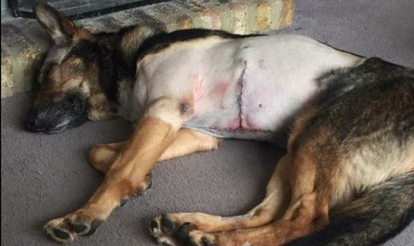 POLICE DOG FINN INJURY 722411 - Собака, рискуя собственной жизнью, задержала опасного преступника