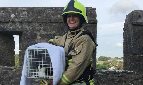 Пожарные спасли котенка, запутавшегося в колючей проволоке