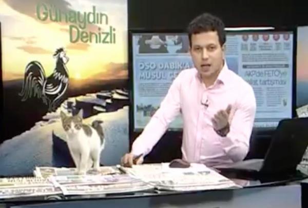 Stray kitten interrupts Turkish news broadcast - Бродячий котенок прервал турецкие новости в прямом эфире