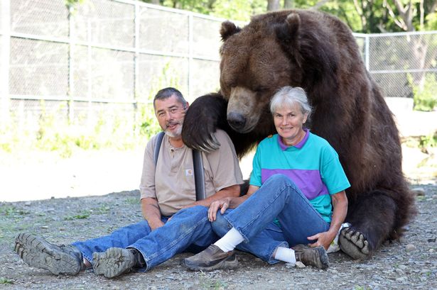 Медведь считает своими родителями супругов, которые спасли ему жизнь в детстве