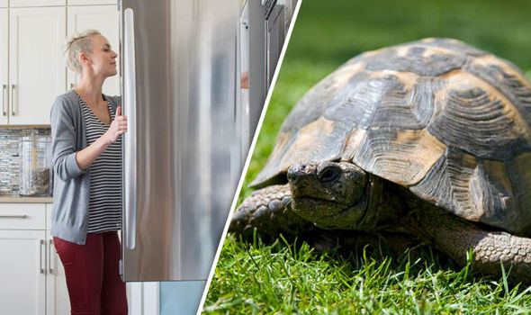 Tortoise fridge veterinarians 722588 - Ветеринары рекомендуют черепахам зимовать в холодильнике