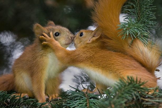 Two red squirrels being affectionate - Белки оказались на грани исчезновения