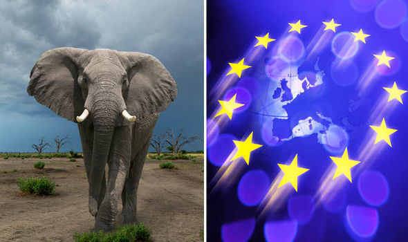 Европейский союз отказывается защищать слонов от браконьеров