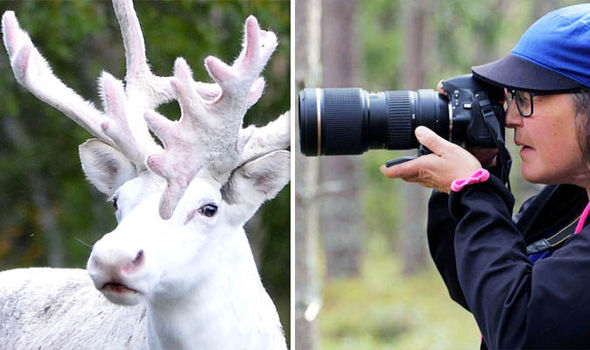 White reindeer 724886 - В Швеции замечен редкий белый олень