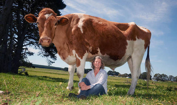 biggest-cow-world-guernsey-australia-727088