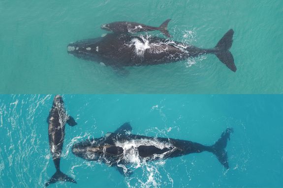 f8904e2b1e5ae904bfcff228ec67be00 - Дроны помогут предотвратить вымирание китов
