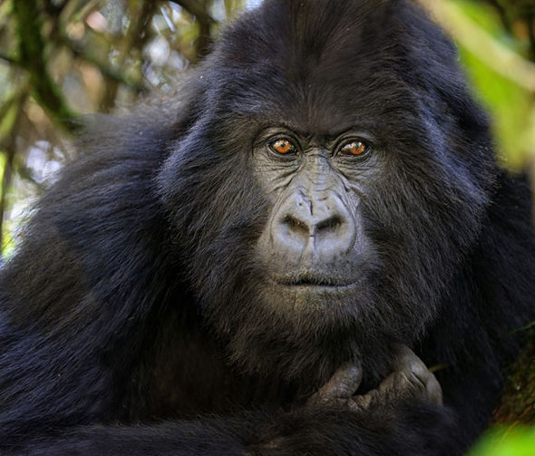 Смотритель парка погиб, пытаясь защитить горилл от браконьеров