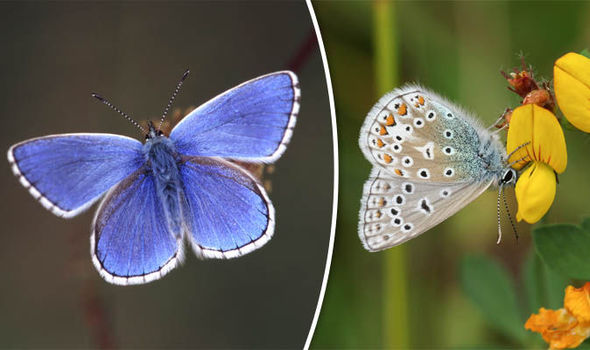 risk Butterflies risk threat uk britain weather 726873 - Великобритания может остаться без бабочек из-за изменения погодных условий
