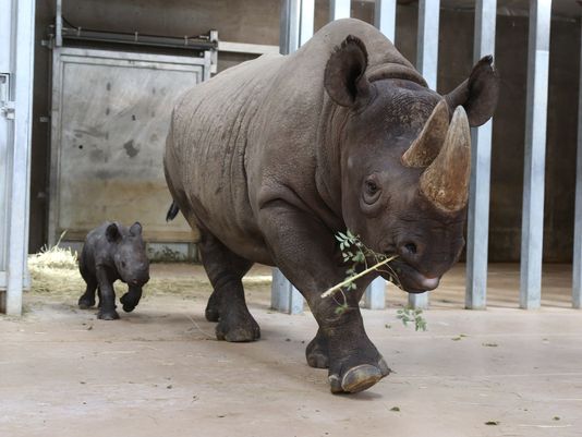 В Айове родился редкий черный носорог