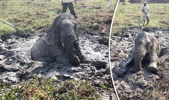 Baby elephant rescue 727446 - Фотограф помог спасти слоненка, попавшего в грязевое болото