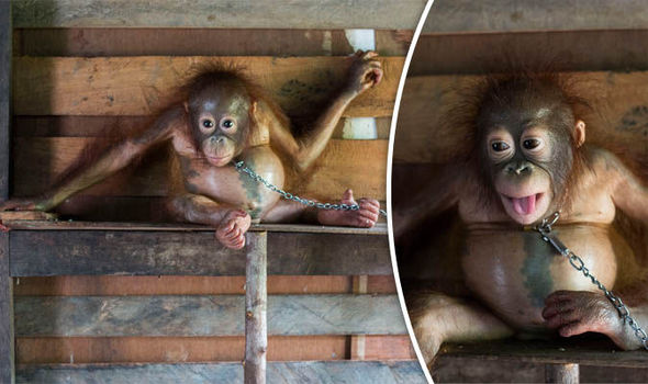 Baby orangutan rescue Borneo 733917 - В Индонезии спасли детеныша орангутана, прикованного к стене