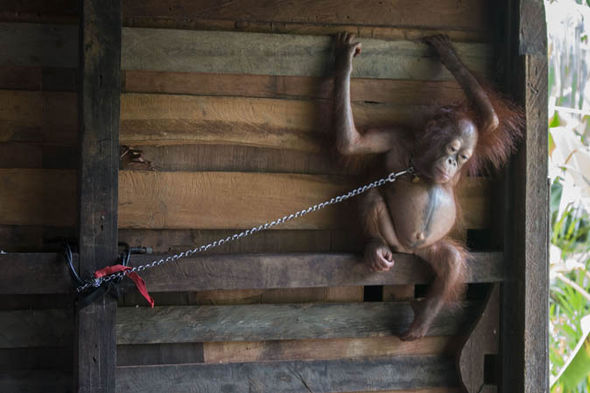 В Индонезии спасли детеныша орангутана, прикованного к стене