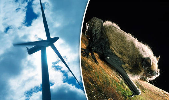 Bats wind turbines farms kill killed endangered 730006 - Экологи установили, что ветряные электростанции наносят непоправимый вред природе