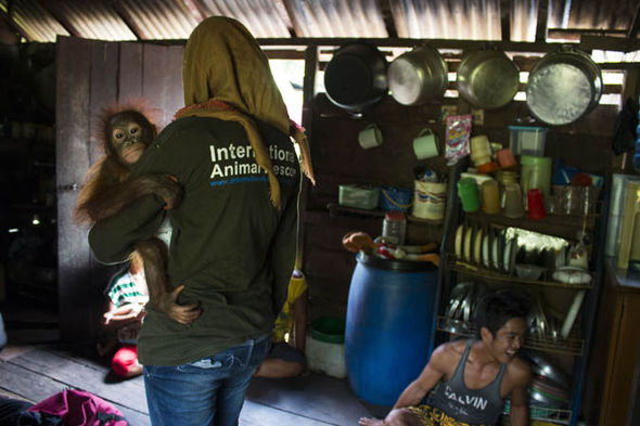 В Индонезии спасли детеныша орангутана, прикованного к стене