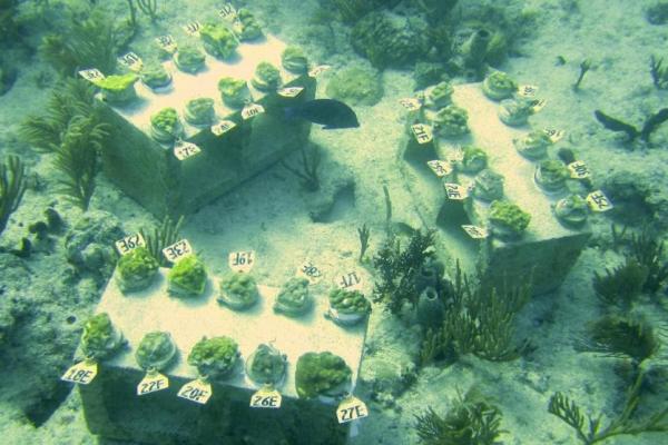 Кораллы начали адаптироваться к загрязненной экологии