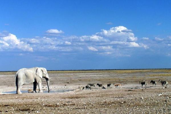 Elephant poaching costs Africas tourism industry 25 million per year - Убийства слонов грозят кризисом туристическому бизнесу