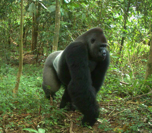 Gorilla in the rainforest 706606 - Строительство супермагистрали может убить последних редких приматов