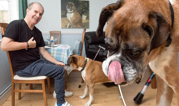 Hero boxer dog 731995 - Собака спасла жизнь хозяина-диабетика, когда у того случился приступ