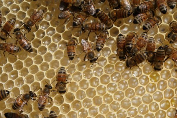 Light therapy can protect bees from pesticide poisoning - Ученые нашли способ защитить пчел от пестицидов