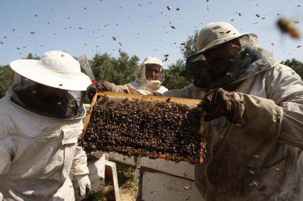 New virus threatening worlds bee populations - У пчел выявлен новый вирус, угрожающий миру