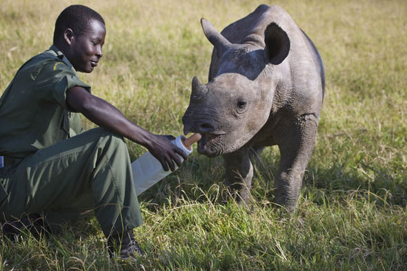Великобритания отправит войска в Африку на защиту слонов и носорогов